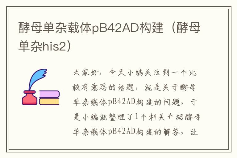 酵母单杂载体pB42AD构建（酵母单杂his2）