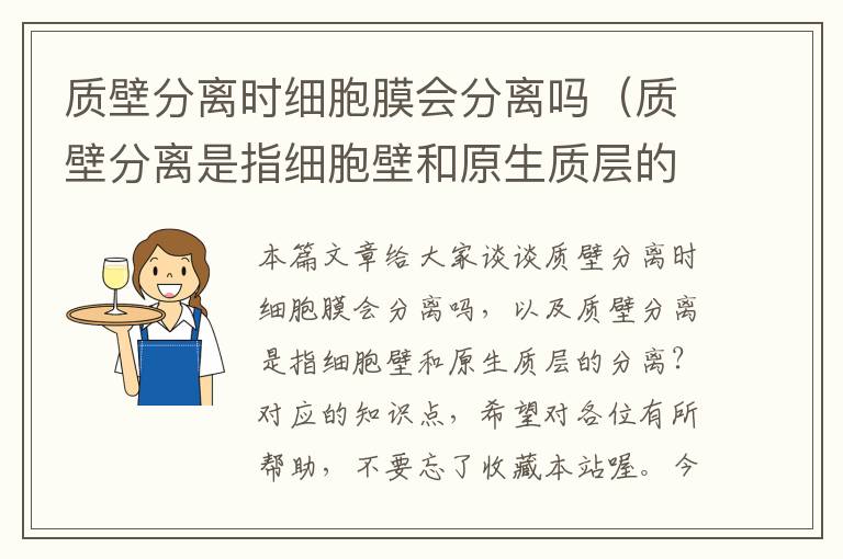 质壁分离时细胞膜会分离吗（质壁分离是指细胞壁和原生质层的分离？）