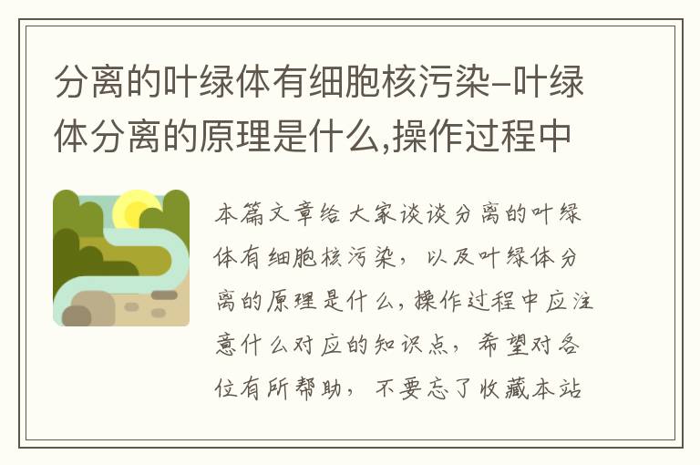 分离的叶绿体有细胞核污染-叶绿体分离的原理是什么,操作过程中应注意什么