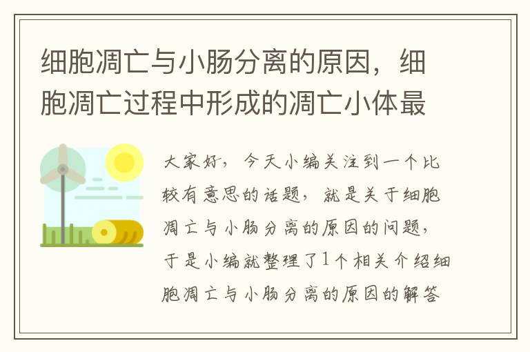 细胞凋亡与小肠分离的原因，细胞凋亡过程中形成的凋亡小体最终被周围的细胞所吞噬