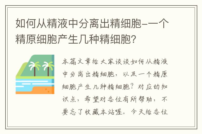 如何从精液中分离出精细胞-一个精原细胞产生几种精细胞？