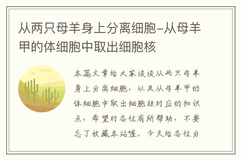 从两只母羊身上分离细胞-从母羊甲的体细胞中取出细胞核