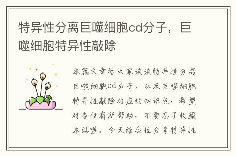 特异性分离巨噬细胞cd分子，巨噬细胞特异性敲除