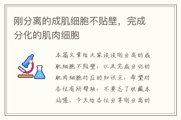 刚分离的成肌细胞不贴壁，完成分化的肌肉细胞