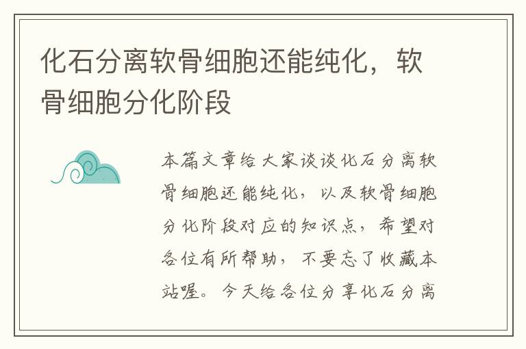 化石分离软骨细胞还能纯化，软骨细胞分化阶段