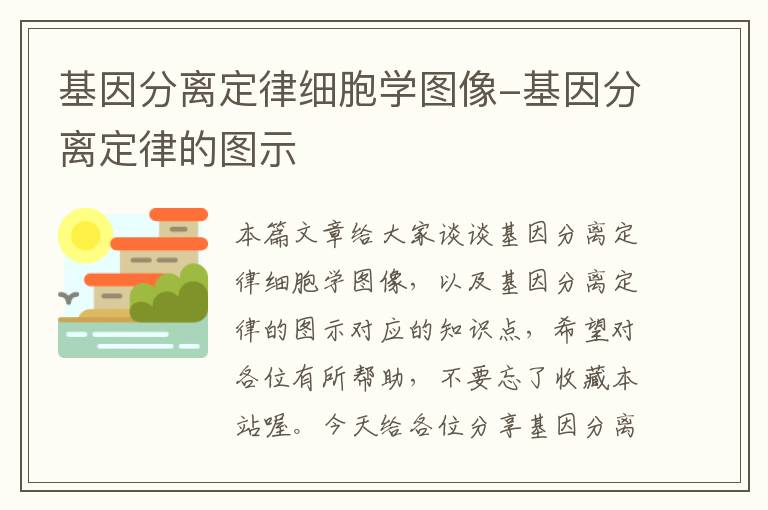 基因分离定律细胞学图像-基因分离定律的图示