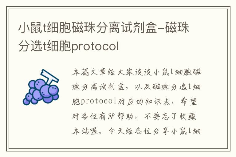 小鼠t细胞磁珠分离试剂盒-磁珠分选t细胞protocol