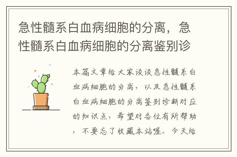 急性髓系白血病细胞的分离，急性髓系白血病细胞的分离鉴别诊断