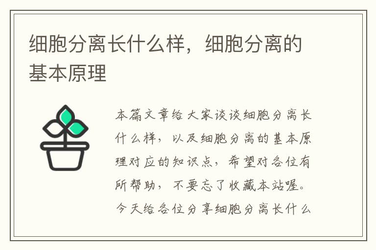 细胞分离长什么样，细胞分离的基本原理