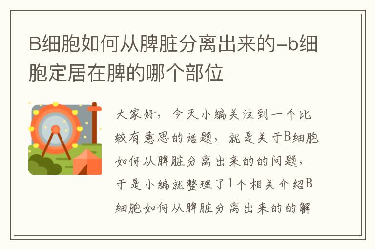 B细胞如何从脾脏分离出来的-b细胞定居在脾的哪个部位