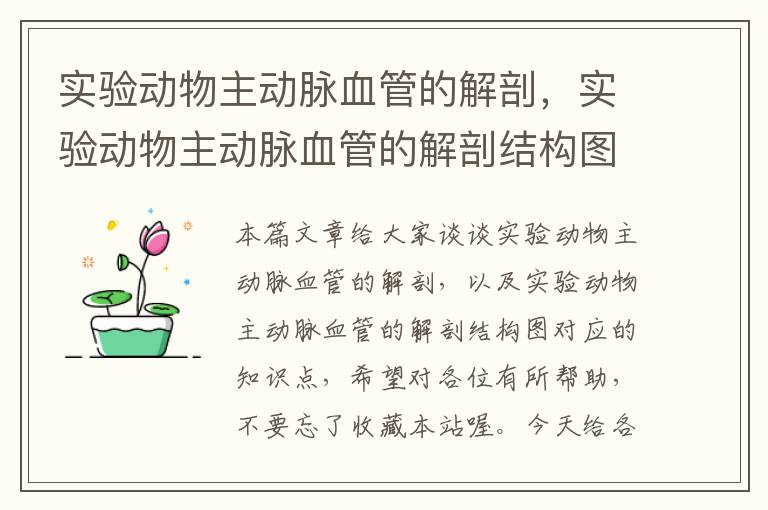 实验动物主动脉血管的解剖，实验动物主动脉血管的解剖结构图